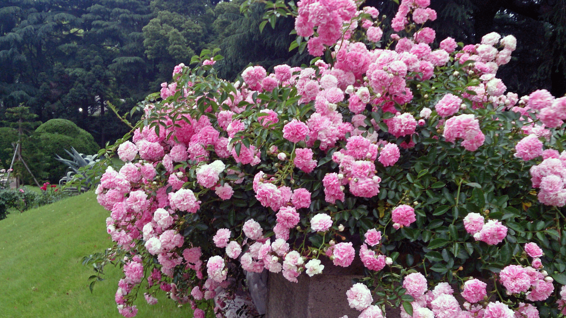 dsc_0382.png